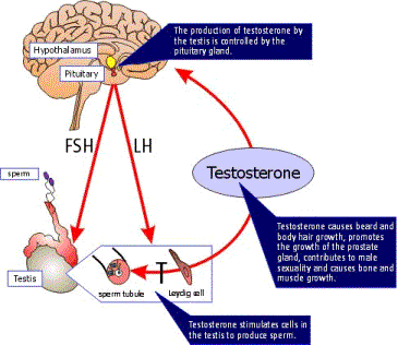 Testosterone production in the body